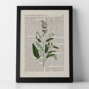 Salbei Vintage Botanischer Kräutergarten auf Buchdruck von 1937, gerahmter oder ungerahmter Posterdruck, Retro Wandkunst, Küchendeko, Geschenkidee