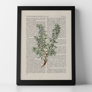 Rosmarin Vintage Blumen Posterdruck, gerahmter oder ungerahmter Buchdruck, Wanddekor, Wandkunst, Inneneinrichtung