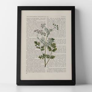Koriander Vintage botanischer Kräutergarten auf Buchdruck von 1937, gerahmter oder ungerahmter Posterdruck, Retro Wandkunst, Geschenkidee