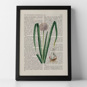Knoblauch Vintage botanisches Gemüse auf Buchdruck - ungerahmt oder gerahmt Posterdruck, Innendesign, Wandkunst, Küche, Liebhaber von Vintage