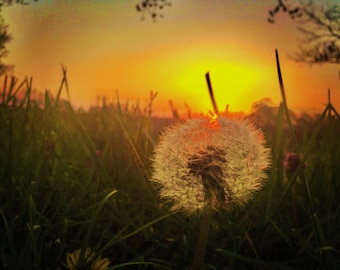 Dandelion Sunset