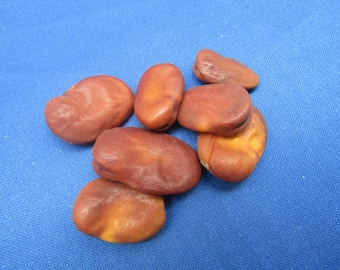 Saint Joseph Wishing Beans: African Mojo Beans, Set of 7