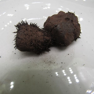 May include: Two dark brown, irregularly shaped objects with a spiky, textured surface. The objects are resting on a white, reflective surface. The overall appearance suggests a natural, organic theme.