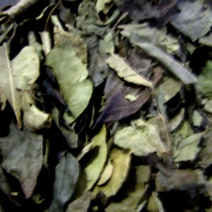 Curry Leaf Whole, 1 oz. bag
