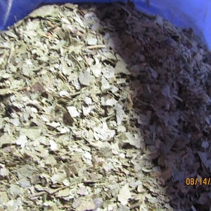 Sassafras 1 oz Bag