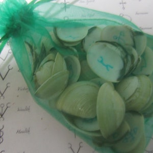 May include: A green mesh bag filled with white seashells. The shells have blue markings on them.