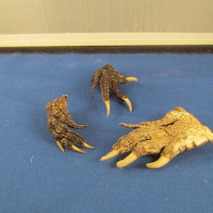 Alligator Claw, Small or Large claw, Pata De Cocodrilo
