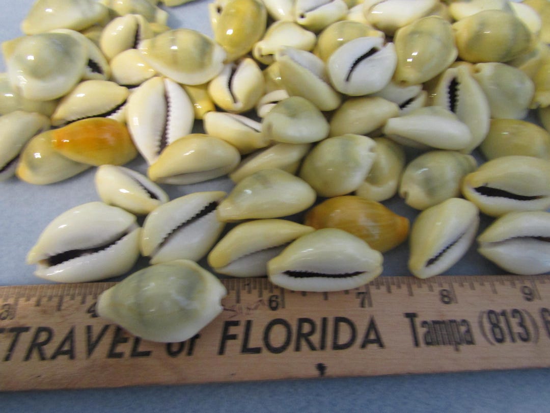 Cowrie Shells: Set of 16, Large Cowrie, Santeria, Ifa, Yoruba, Yemaya ...