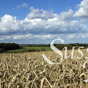 Wheat field blue skies and fluffily clouds wall art photograph Instant Download