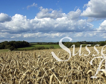 Wheat field blue skies and fluffily clouds wall art photograph Instant Download