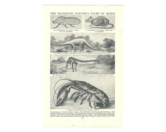 Vintage Natural History Print. Backbone Beetle Mouse Diplodocus Dinosaur Lobster. 1950's Lithograph Book Page/Plate. Animal Wall Decor Art.