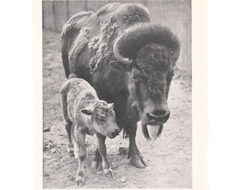 American Bison 1930's Print. Wildlife Animals Gift Present. Unframed Wall Decor Photo Picture Art Gift. Genuine Original Vintage Book Page.