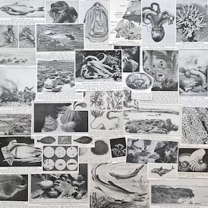 ヴィンテージ海洋学ジャンクジャーナルキット（31ピース）1920年代～1950年代。海洋生物学。本物のオリジナル紙製エフェメラ（切り抜き）、切り抜き、写真。