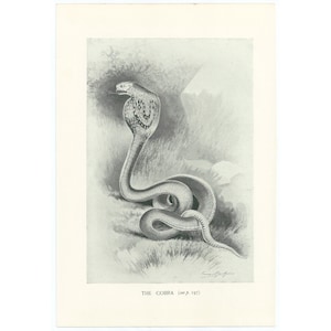 May include: A monochrome illustration of a cobra snake, with its hood raised. The snake is shown in a naturalistic style, with detailed scales and a curved body. The text "THE COBRA (see p. 197)" is at the bottom of the image.