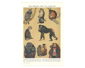 Vintage 1950 Primates Colour Lithograph Print. Marmoset Monkey Lemur Mandrill Chimpanzee. Animal Art Artwork Christmas Gift Present.