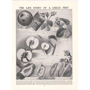 May include: Black and white illustration depicting the life cycle of a pest, with text. The image shows an apple, a tree branch, and various stages of insect development, including eggs, larvae, and pupae. The text describes the life cycle.