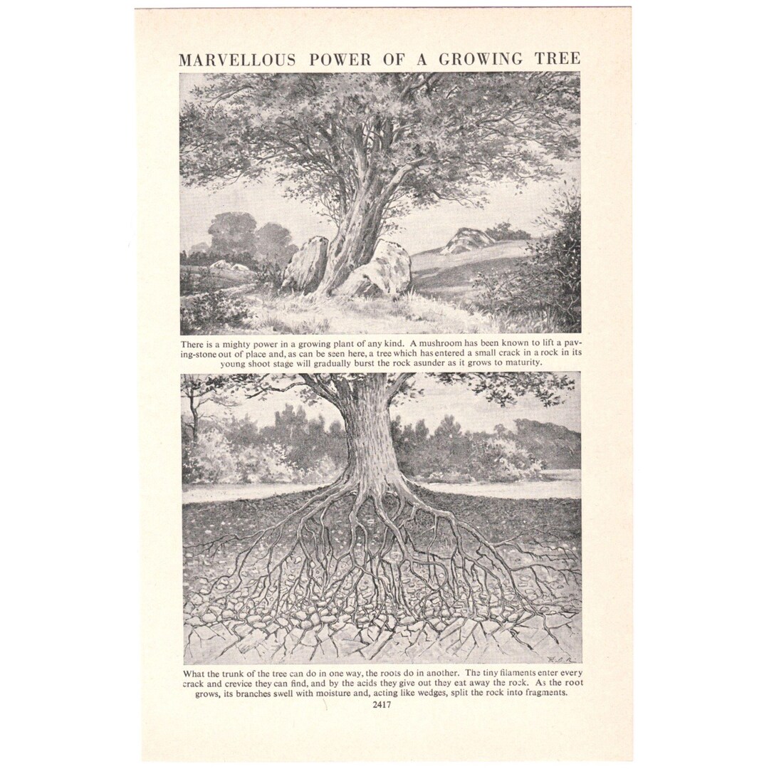 Vintage 1950's Tree Print. Roots Trunk Bark Branches. Dendrology ...