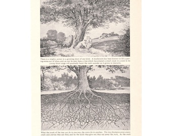 Vintage 1950's Tree Print. Roots Trunk Bark Branches. Dendrology Arboreal Gift. Genuine Original Book Page. Nature Natural History Artwork.