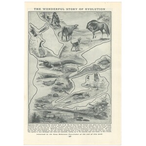 May include: A black and white illustration depicting the evolutionary tree of life. The illustration shows the progression of life from simple organisms like sponges and jellyfish to more complex animals like birds, mammals, and humans. The text "The Wonderful Story of Evolution" is at the top of the illustration.