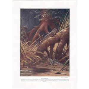 May include: An illustration of mudskippers in a wetland environment. The artwork depicts several fish-like creatures on a tree branch, with a dark, lush background of trees and vegetation. The scene is painted with natural colors.