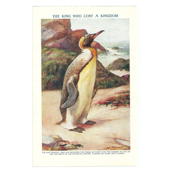 King Penguin Vintage 1920's Lithograph Colour Art Print. Genuine Original Book Plate. Bird Ornithology Wall Decor Artwork. Christmas Gift.