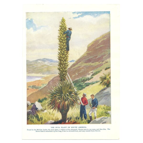 Puya Plant Of South America Vintage 1950's Print. Botany Gift Present Rare Exotic. Genuine Original Lithograph Printed Book Plate. Wall Art.