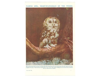 Tawny Owl 1940s print. Genuine Original Lithograph Book Plate. Ornithology Bird Of Prey. Nature Natural History Gift Present Art Wall Decor.