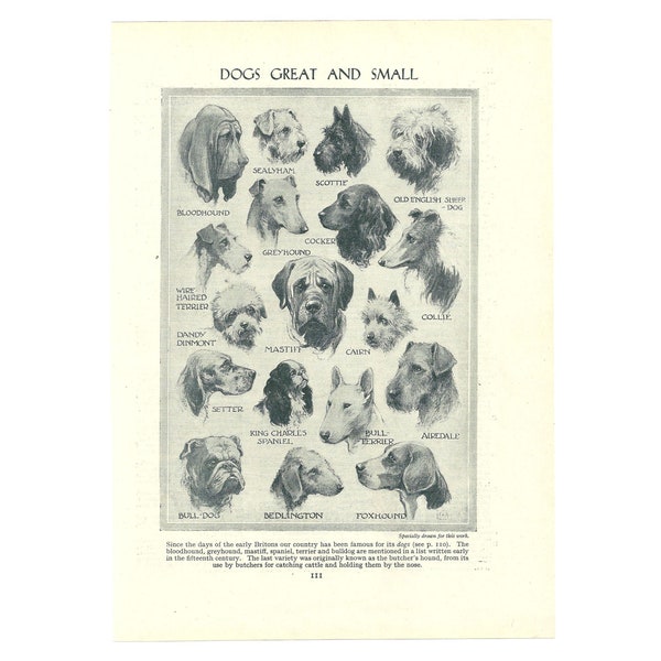 Dog Breeds Vintage 1950s Print. Genuine Original Lithograph Book Page/Plate. Canine Owner Lover Fan Gift. Unframed Wall Decor Art Artwork.