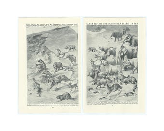 Antique Print of Mammals - Elephants - Lions - Tigers - Apes
