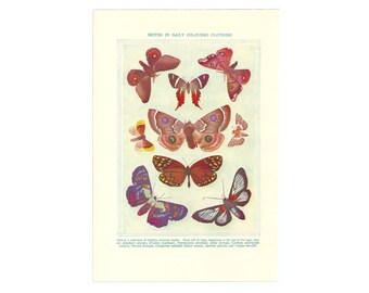 Original Moths Vintage Print From 1937. Genuine Book Plate. Lithograph Printed Art Artwork Unframed Wall Decor. Insects Nature Gift.