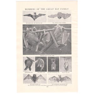 May include: A black and white illustration from a vintage book, featuring various bat species. The image includes detailed drawings of bats, with labels such as "The Great Bat-or Noctule Bat" and "The African False Vampire". The text "MEMBERS OF THE GREAT BAT FAMILY" is at the top.