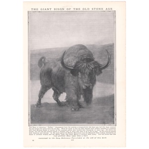May include: Black and white illustration of a bison from the Old Stone Age. The image features a detailed drawing of the bison with large horns and a shaggy coat. The text at the top reads "THE GIANT BISON OF THE OLD STONE AGE."