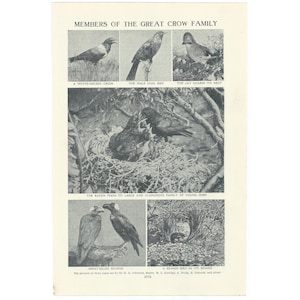 Vintage 1920's Crow Family Print. Genuine Original Lithograph Book Page. Birds Ornithology Art Artwork. Retro Christmas Present Gift Idea.