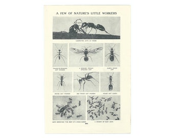 Vintage 1920's Ants Lithograph Print. Insects Nature Natural History Christmas Gift Present. Unframed Retro House Wall Decor Art Artwork .