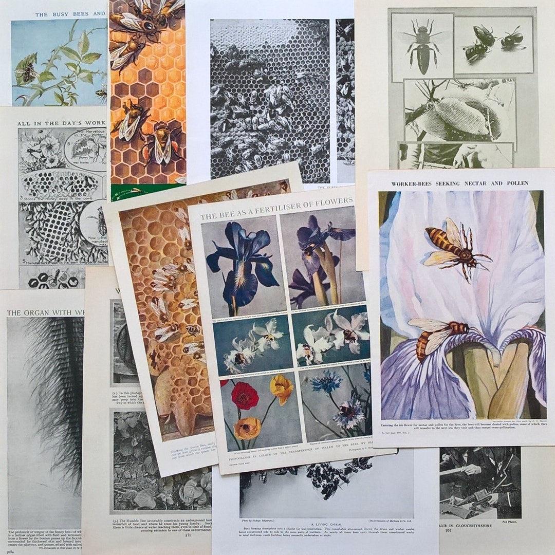 Bees 12 X Vintage Prints. Over 60 Years Old. Insect Natural History ...