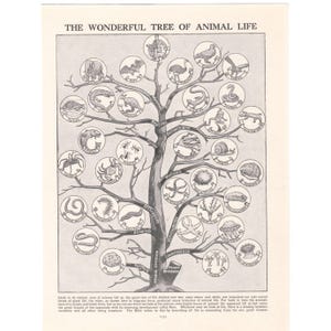 May include: A black and white vintage-style educational print titled The Wonderful Tree of Animal Life. It features a central tree structure with circular illustrations of various animals categorized by biological groups, including mammals, birds, reptiles, and insects, with descriptive text at the bottom.