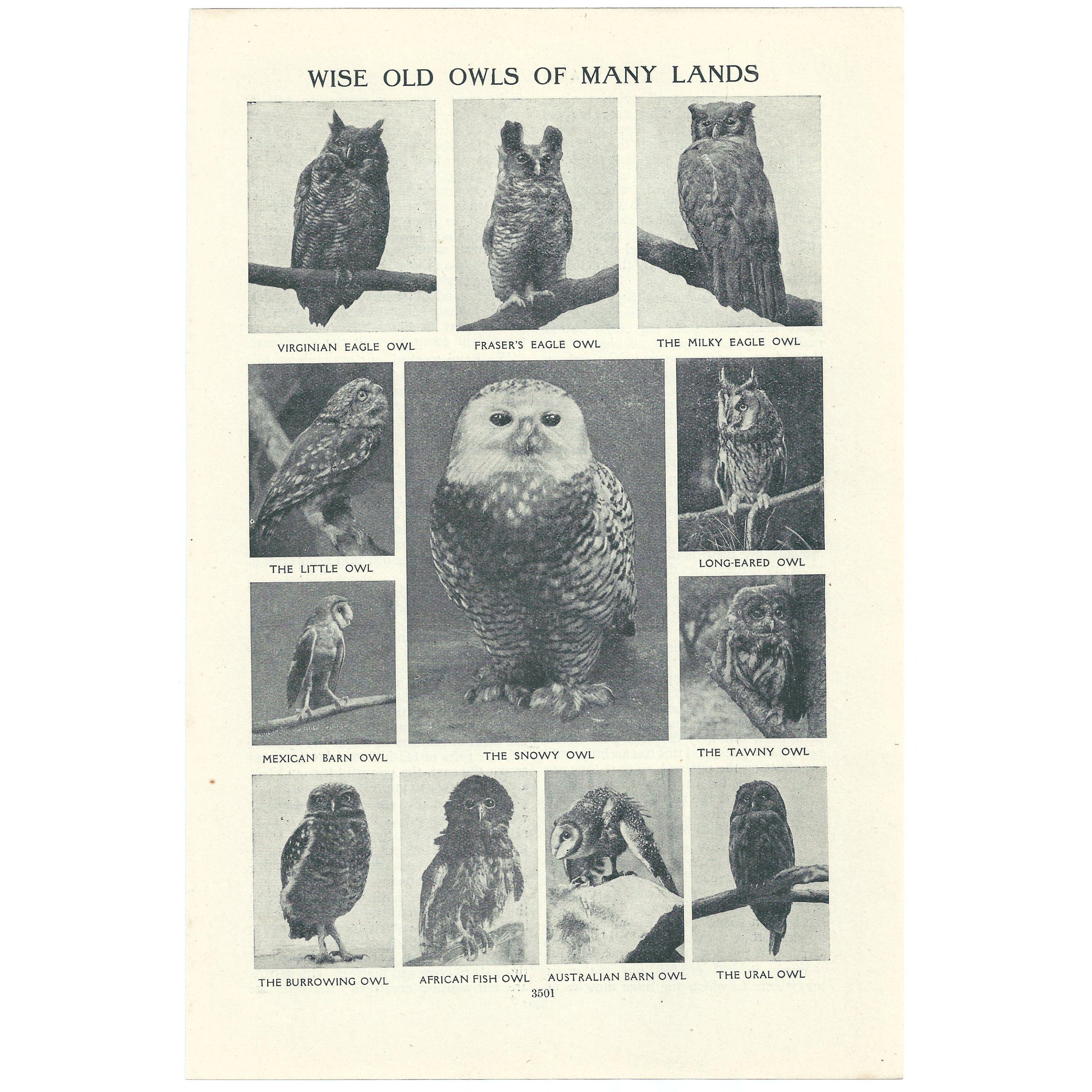 Vintage 1920's Owls Print. Ornithology Gift Present. Nature Natural History Wall Art Artwork Pho