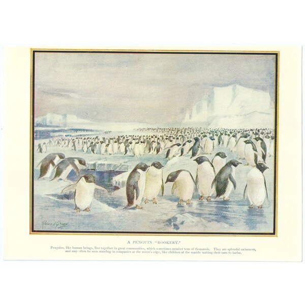 Lámina de un nido de pingüinos de los años 40. Litografía original vintage a color. Escena antártica con nieve y hielo. Ideal para regalar a amantes de la ornitología.