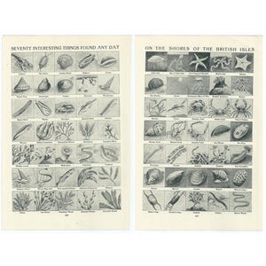 May include: A black and white illustration of seventy interesting things found on the shores of the British Isles. The illustration is divided into two columns, each with 35 images. The top of the left column reads "Seventy Interesting Things Found Any Day". The top of the right column reads "On The Shores Of The British Isles".