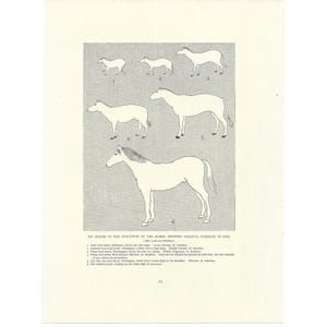 May include: A black and white illustration showing six stages in the evolution of the horse, showing gradual increase in size. The illustration is labelled with numbers 1 through 6. The text below the illustration reads "Six Stages in the Evolution of the Horse, Showing Gradual Increase in Size. (After  Lank and Matthew.)"