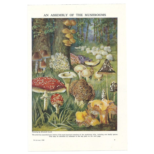 Vintage 1940's Fungi Colour Lithograph Art Print. Mushroom Botany Nature Natural History Gift. Original Colour Book Plate. Wall Decor Idea.