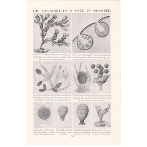 May include: An illustrated diagram titled "The Life-Story of a Piece of Seaweed." The black and white diagram shows the life cycle of seaweed, with detailed drawings of different stages, including the bladder wrack and its reproductive parts.