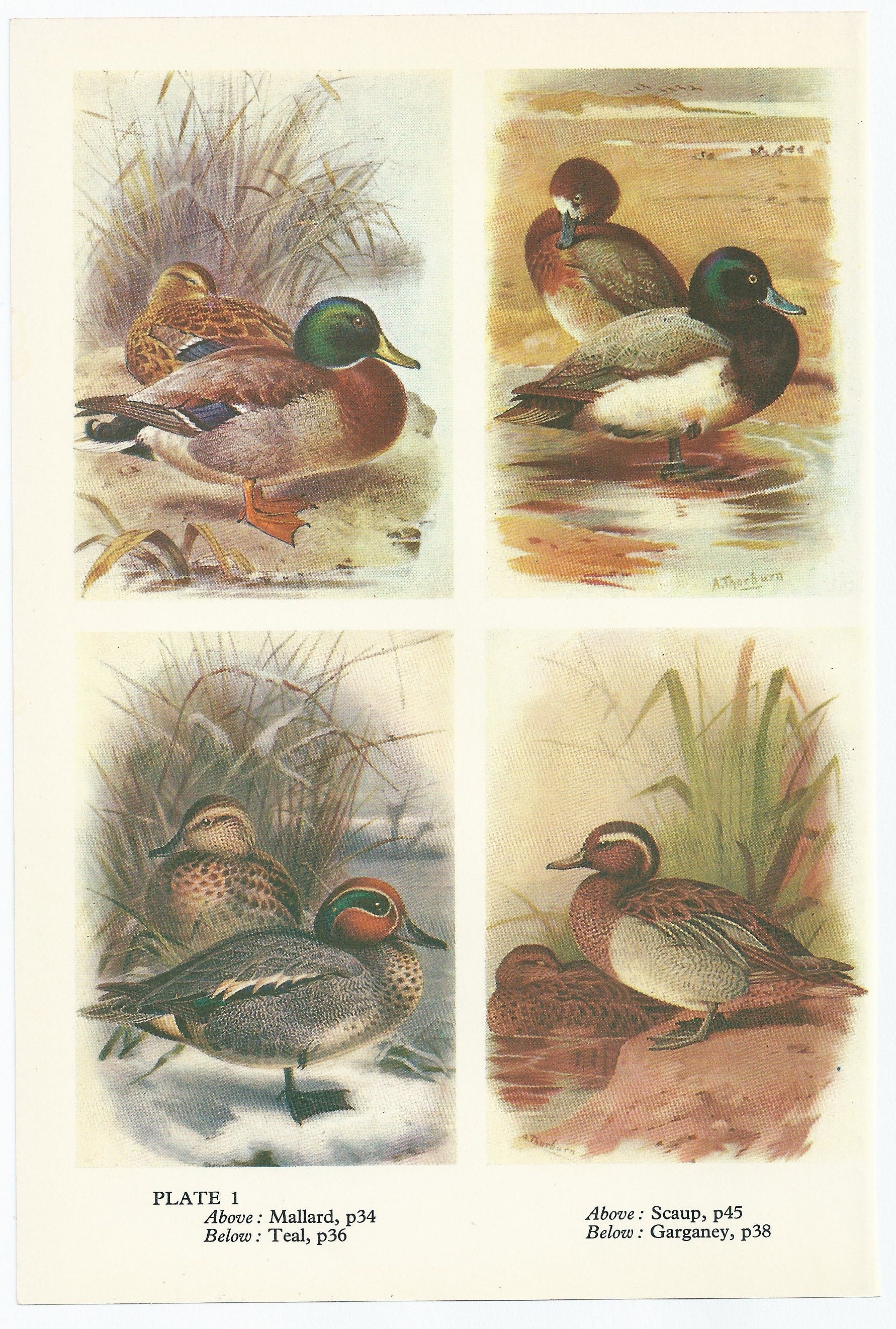 初回限定お試し価格】 トイッカ Annual Bird 2004 / オイバ Blue Scaup