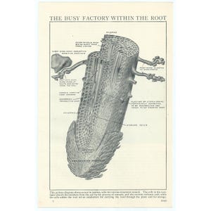 May include: A black and white illustration of a root cross-section, showing the various structures and functions of the root. The illustration is labeled with the names of the different parts, including the epidermis, root hairs, storage cells, and vascular tissue. The text "THE BUSY FACTORY WITHIN THE ROOT" is at the top of the illustration.