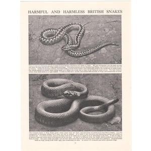 May include: A monochrome image featuring two snakes. The top snake has a patterned appearance, while the lower one is a solid color. The text at the top of the image reads "Harmful and Harmless British Snakes."