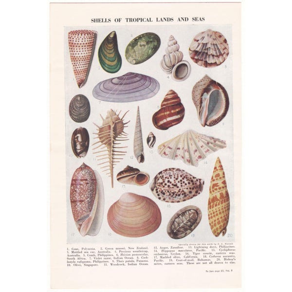 Tropical Shells 1950's Vintage Colour Print. Genuine Old Book Plate. Sea Beach Oceanography Gift. Unframed Wall Art Decor Artwork Design.