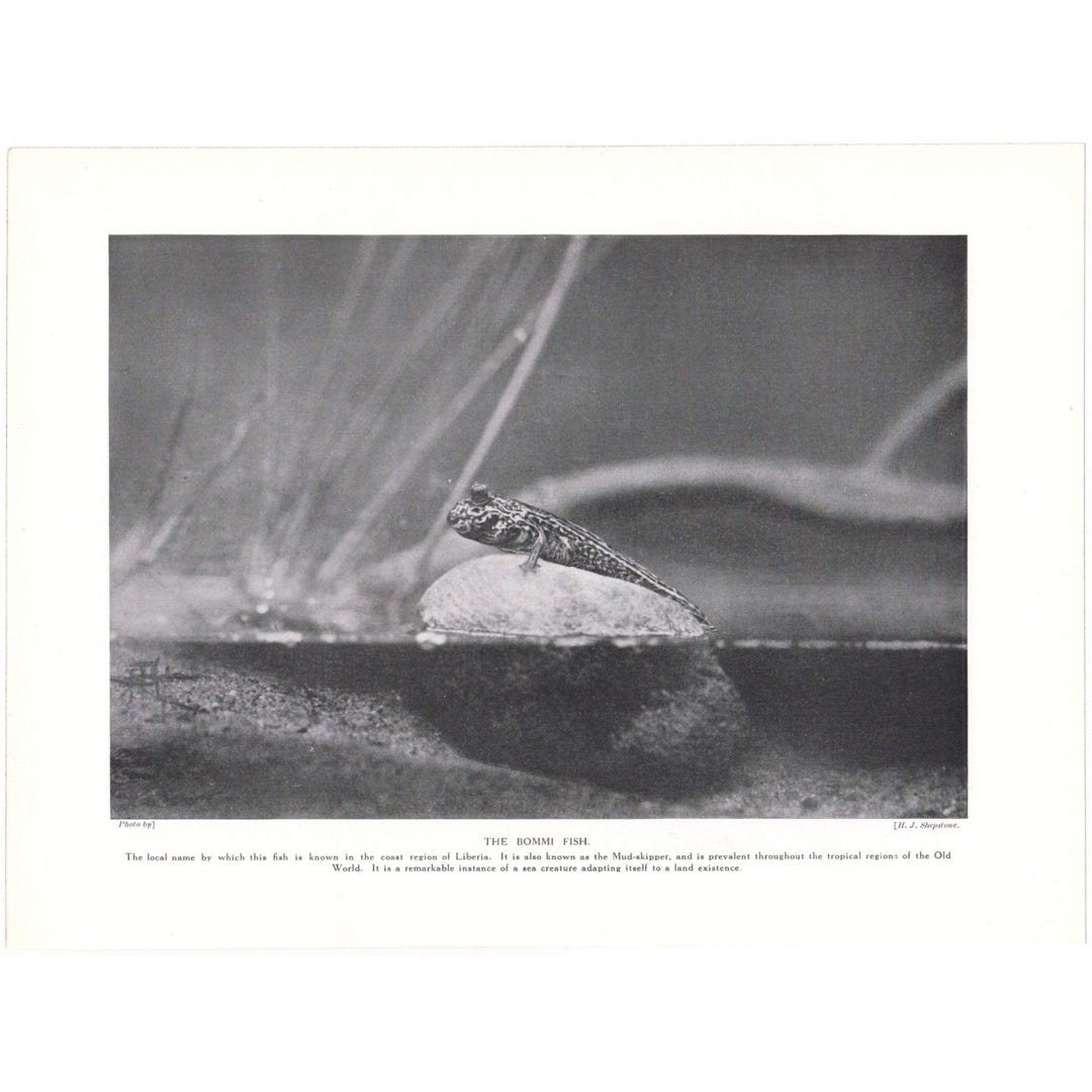1916 Antique Bommi Fish Print. Mud Skipper Amphibian Animal Zoology ...