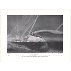 May include: Black and white photograph of a fish, perched on a rock in water. The fish has a long, slender body and is facing to the right. The image includes text that reads "THE BOMMI FISH."