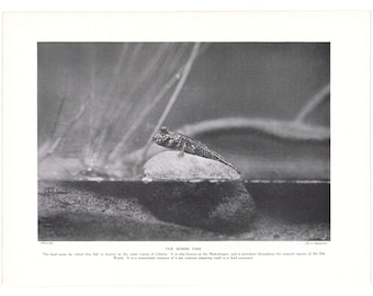 1916 Antique Bommi Fish Print. Mud Skipper Amphibian Animal Zoology. Genuine Original Black And White Book Page. Christmas Gift Present.
