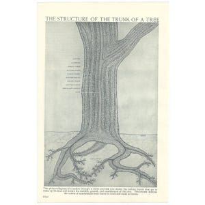 May include: An illustrated diagram of a tree trunk and roots, labeled with the structure of the tree. The text at the top reads "THE STRUCTURE OF THE TRUNK OF A TREE". The diagram shows the layers of the trunk and the roots.